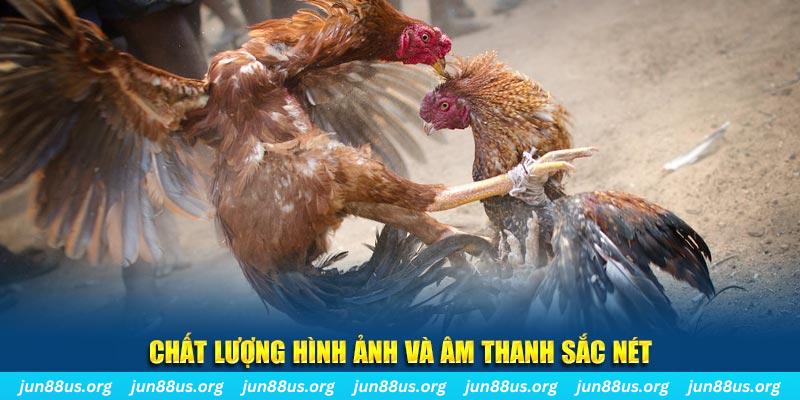 tf88 gà chọi tiêu phong