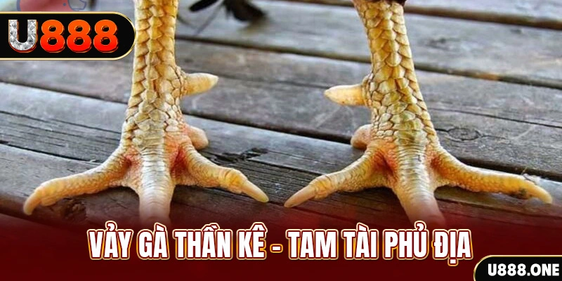 tf88 so xo mien trung